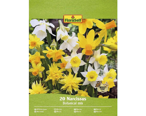 Blumenzwiebel Narzisse FloraSelf 'Wild Wonders' 20 Stück