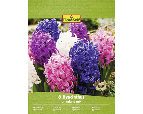 Blumenzwiebel Hyazinthe FloraSelf 'Mischung' 8 Stück