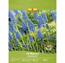 Verpackung Traubenhyazinthen Blumenzwiebeln Muscari armeniacum