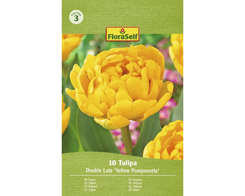 Blumenzwiebel Tulpe FloraSelf 'Yellow Pomponette' 10 Stück