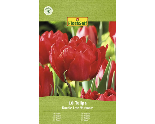 Blumenzwiebel Tulpe FloraSelf 'Miranda' 10 Stück