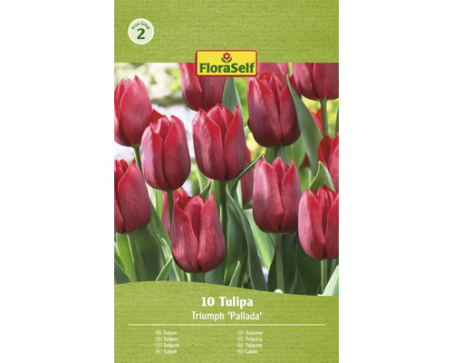 Blumenzwiebel Tulpe FloraSelf 'Pallada' 10 Stück