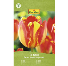 Packung Tulpen der Sorte Darwin Hybrid Banja Luka, 10 Stück