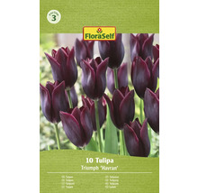 Packung Tulpen Triumph Havran mit zehn Zwiebeln