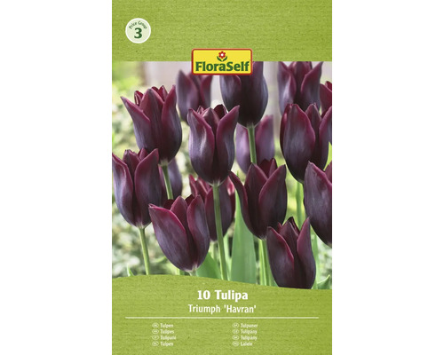 Blumenzwiebel Tulpe FloraSelf 'Havran' 10 Stück