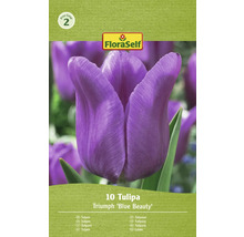 FloraSelf Tulipa Triumph Blue Beauty, Packung mit zehn Tulpen