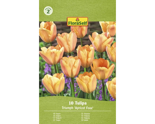 Blumenzwiebel Tulpe FloraSelf 'Apricot Foxx' 10 Stück