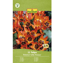 FloraSelf Tulpen Botanical Little Princess, Packung mit zwölf Stück