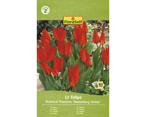 Blumenzwiebel Tulpe FloraSelf 'Praestans Zwanenburg' 12 Stück