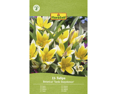 Blumenzwiebel Tulpe FloraSelf 'Tarda Dasystemon' 15 Stück