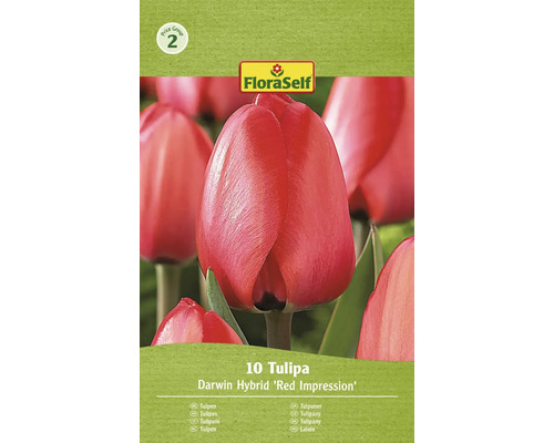 Blumenzwiebel Tulpe FloraSelf 'Red Impression' 10 Stück