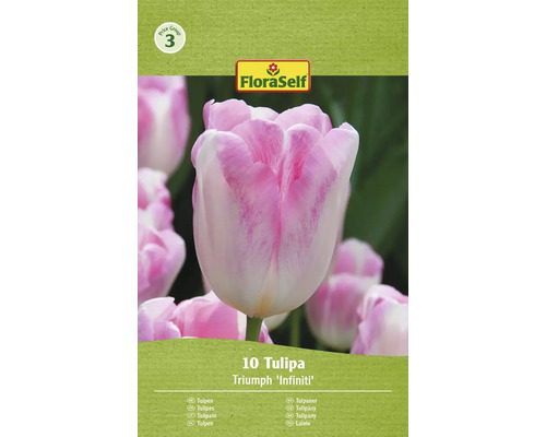 Blumenzwiebel Tulpe FloraSelf 'Infinity' 10 Stück