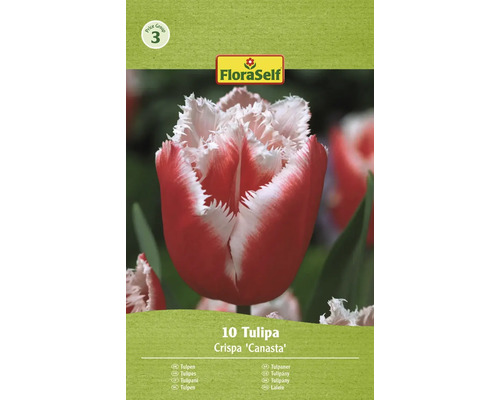 Blumenzwiebel Tulpe FloraSelf 'Canasta' 10 Stück