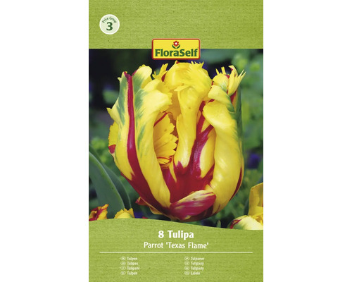 Blumenzwiebel Tulpe FloraSelf 'Texas Flame' 8 Stück