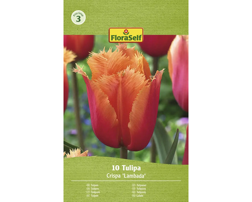 Blumenzwiebel Tulpe FloraSelf 'Lambada' 10 Stück