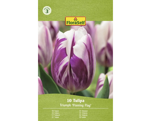 Blumenzwiebel Tulpe FloraSelf 'Flaming Flag' 10 Stück