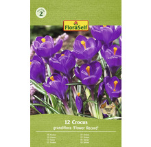 FloraSelf Krokusse ''Flower Record'', 12 Stück