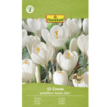 Packung mit 12 Krokus grandiflora ''Jeanne d''Arc'' Blumenzwiebeln