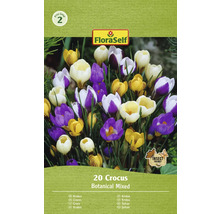 FloraSelf Krokus Botanical Mixed, 20 Stück