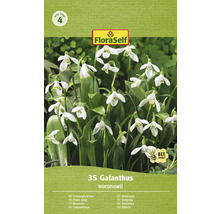 FloraSelf Galanthus woronowii Packung mit Schneeglöckchen