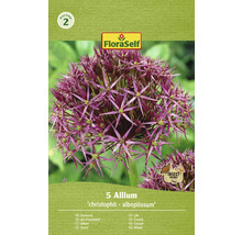 Verpackung mit 5 Zierlauch Blumenzwiebeln Allium christophii albopilosum