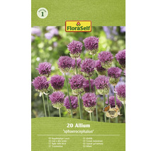 Verpackung mit 20 Allium sphaerocephalon Blumenzwiebeln