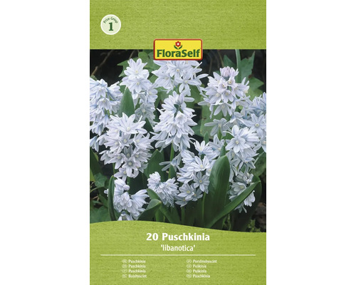 Blumenzwiebel Puschkinie FloraSelf 'Puschkinia Libanotica' 20 Stück