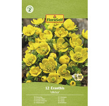 Blumenzwiebel Winterling FloraSelf 'Eranthis cilicica' 12 Stück