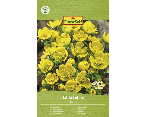 Blumenzwiebel Winterling FloraSelf 'Eranthis cilicica' 12 Stück
