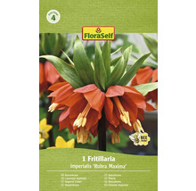 FloraSelf Kaiserkrone ''Rubra Maxima'' Pflanzenzwiebel