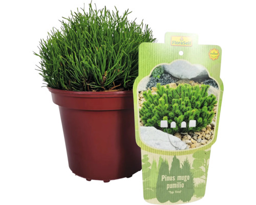 Bergkiefer ''Pumilio'' im Topf