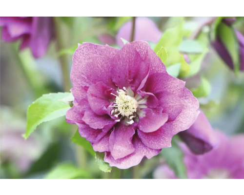 Nahaufnahme einer purpurfarbenen Christrose mit grünen Blättern