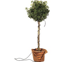 Kugelbaum im Topf mit Bewässerungssystem