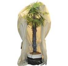 Palme mit Winterschutz im Topf
