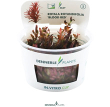 Rotala rotundifolia Blutrot Wasserpflanze im In-vitro-Becher