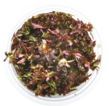 Top-Ansicht einer Rotala rotundifolia im Topf für Aquarien