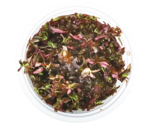 Top-Ansicht einer Rotala rotundifolia im Topf für Aquarien