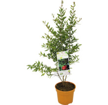 Granatapfelbaum im Topf mit Etikett