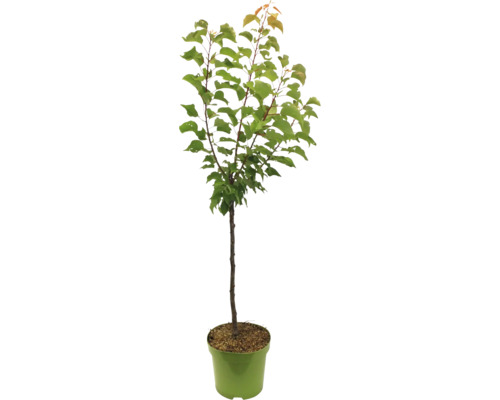 Aprikosenbaum im Topf für den Garten