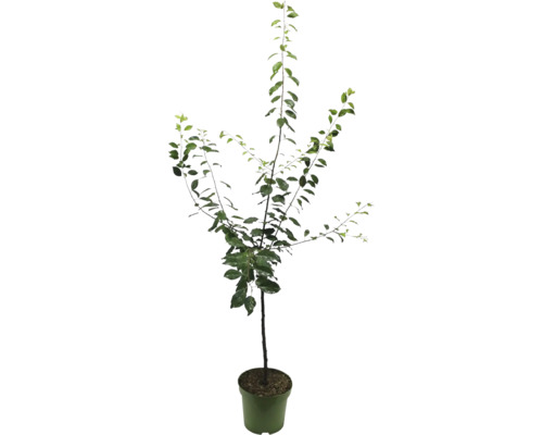 Junger Obstbaum im Topf für den Garten