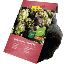 FloraSelf Artischocke ''Imperial Star'', eine Pflanze