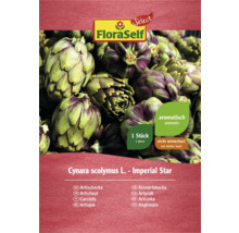 Artischocken-Samen von FloraSelf