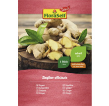 FloraSelf Ingwer Rhizom, ein Stück, nicht winterhart und scharf
