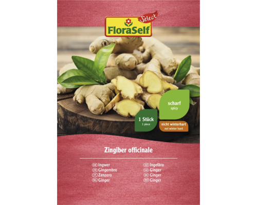FloraSelf Ingwer Rhizom, ein Stück, nicht winterhart und scharf