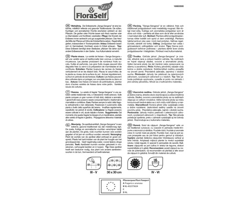 Informationen zur Erdbeersorte Senga Sengana, mehrjährig, Pflanzabstand und Pflanzenpass