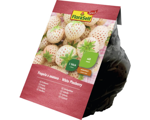 FloraSelf White Pineberry Erdbeere im Pflanzbeutel, winterhart und süß