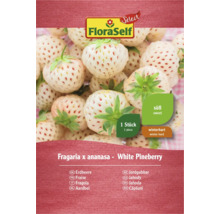 Erdbeer-Rhizom FloraSelf 'White Pineberry' 1 Stk.