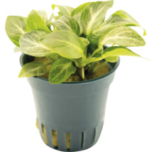 Anubias barteri im Topf