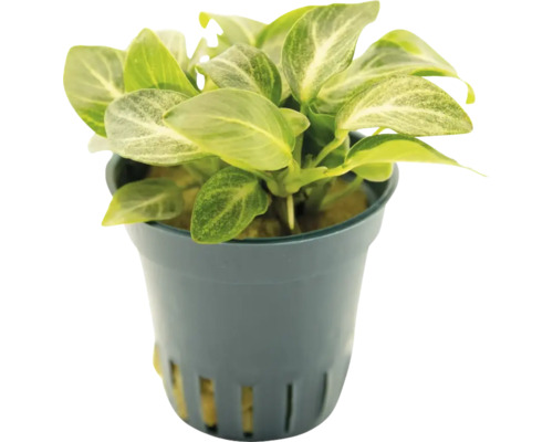 Anubias barteri im Topf