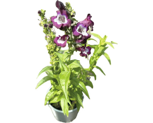 Bartfaden Mix FloraSelf Penstemon x Hybride H 10-30 cm Co 3 L, zufällige Sortenauswahl